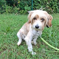 DOLMEN, chienne à adopter