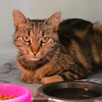 Minnie Cab4358, chatte à adopter