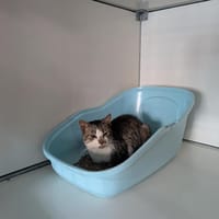 Ptit Biscuit, chat à adopter