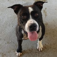 S'Clyde, chien à adopter