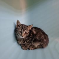 vitami, chatte à adopter