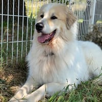 thor, chien à adopter