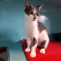 Krystal, chatte à adopter