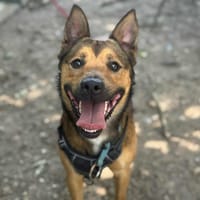 BOBBY OAA19836, chien à adopter