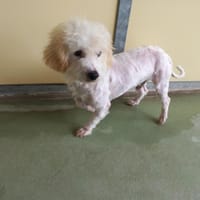 Darwin, chien à adopter