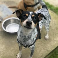 BIGBOY OAA19843, chien à adopter