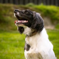 LYNKA, chien à adopter