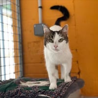 CITY (en placement provisoire), chatte à adopter
