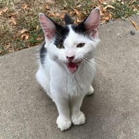 Milka, chat à adopter