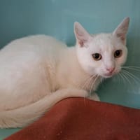 TIMOUR, chatte à adopter