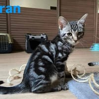 BRAN, chat à adopter