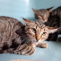 arlo, chat à adopter