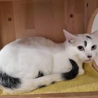 STIFLEUR, chat à adopter