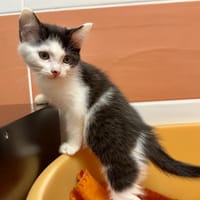 JASMINE, chatte à adopter