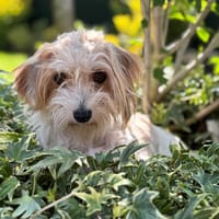 Irma CAA13873, chienne à adopter