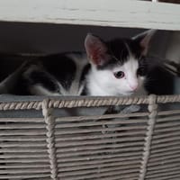 LUNA, chatte à adopter