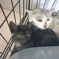 MERRY QCT, chat à adopter