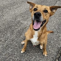 Gus, chien à adopter