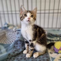 ALADIN, chat à adopter