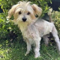 Lucette CAA13862, chienne à adopter