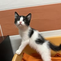 MIRABEL, chatte à adopter