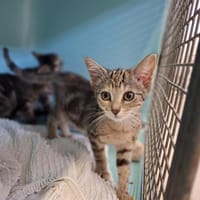 pekka, chatte à adopter