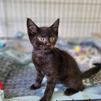 ACHILLE, chat à adopter