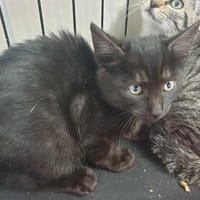 GALADRIEL QCT, chat à adopter