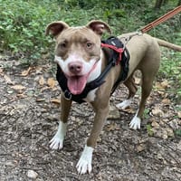 ANA HAA24566, chienne à adopter