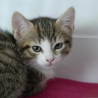 Amélia réservée, chatte à adopter