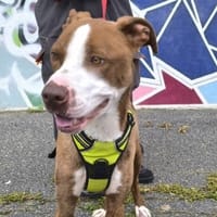 CIRO VAA, chien à adopter