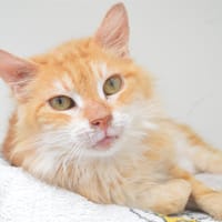 Pongo Cab4056, chat à adopter