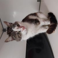 Caroline, chatte à adopter