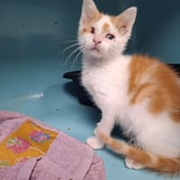 ARTHUR, chat à adopter
