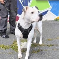 GLORIA VAA, chienne à adopter