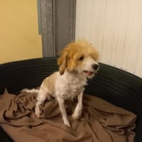 Caliméro, chien à adopter