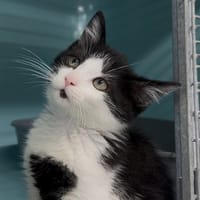 LINKIN, chat à adopter