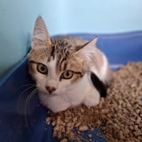 Coco, chatte à adopter