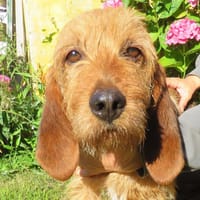 RAJAH, chien à adopter