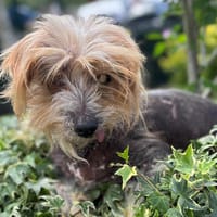 Louison CAA13864, chien à adopter