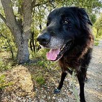 ACHILLE, chien à adopter
