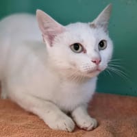 LILY, chatte à adopter