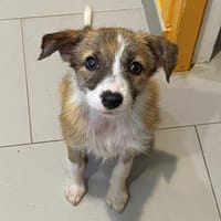 CHANCE, chienne à adopter