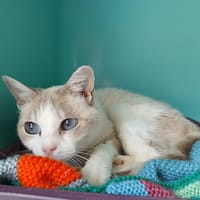 elsie, chatte à adopter