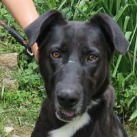 BABYBEL, chien à adopter