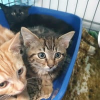 MYSTIQUE QCT, chat à adopter