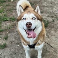 THANOS OAA19842, chien à adopter