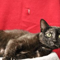 OKLAHOMA HAB17285, chatte à adopter