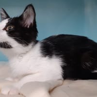 Figg, chatte à adopter
