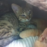 CYCLOPE QCT, chat à adopter
